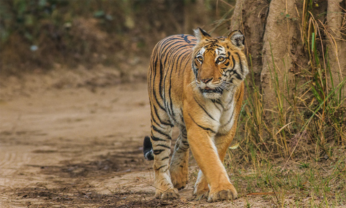 Delhi to Jim Corbett